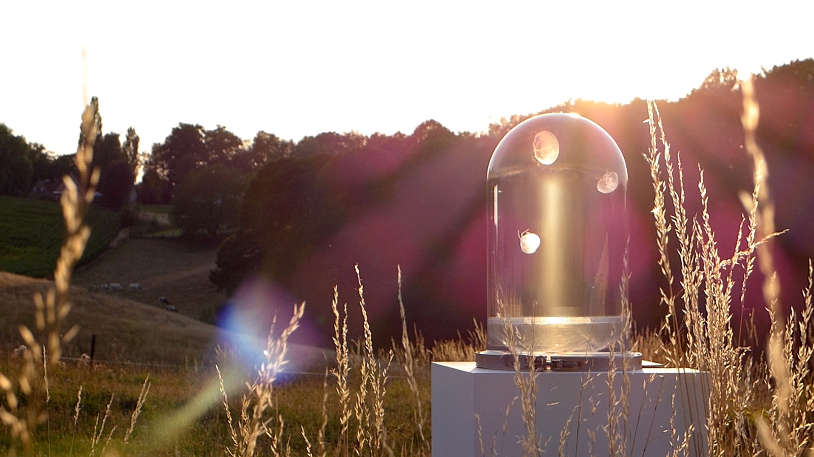 the darwin tank jellyfish