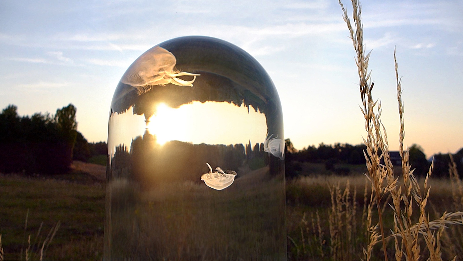 the darwin tank jellyfish