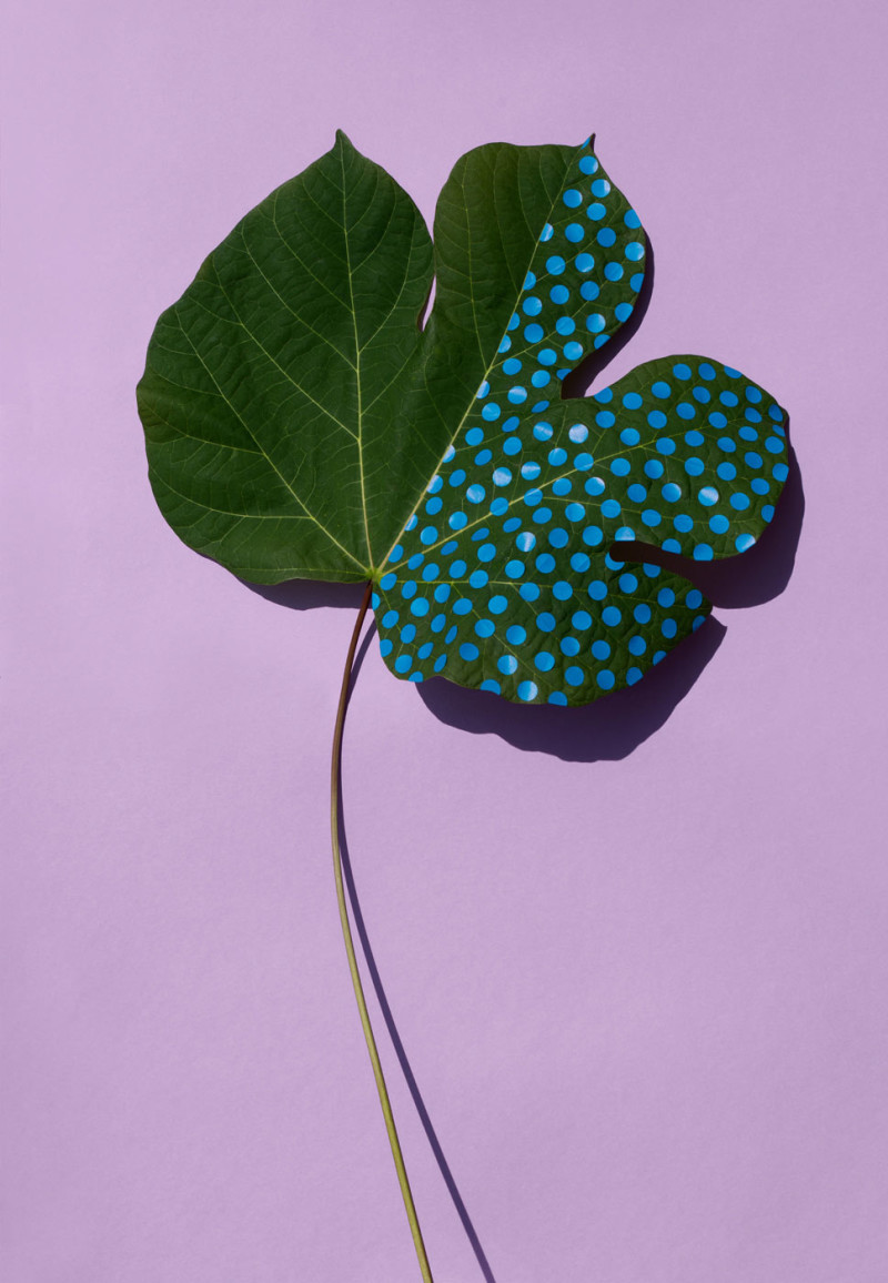 Sarah illenberger_Wonderplants