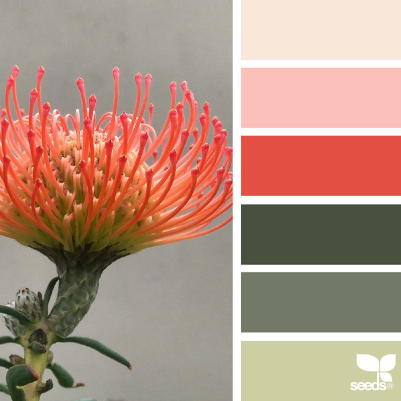 design seeds color palettes inspired by nature