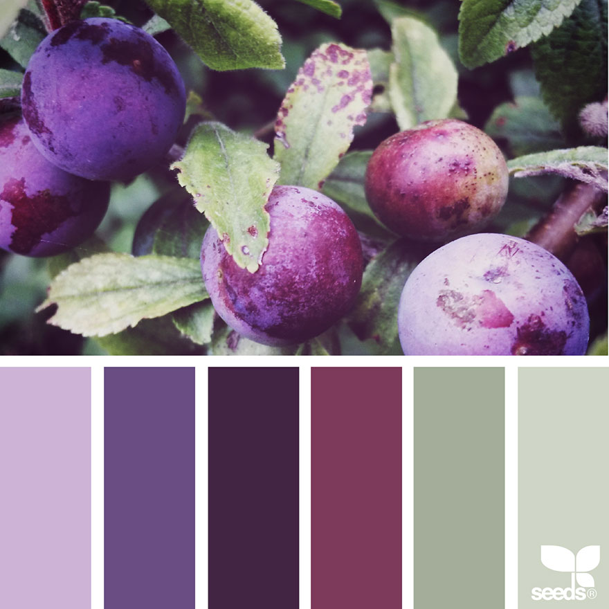 design seeds color palettes inspired by nature