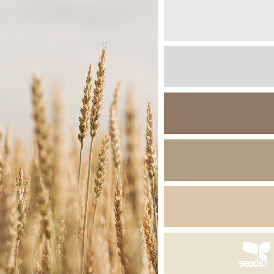 design seeds color palettes inspired by nature