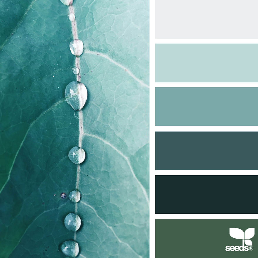 design seeds color palettes inspired by nature