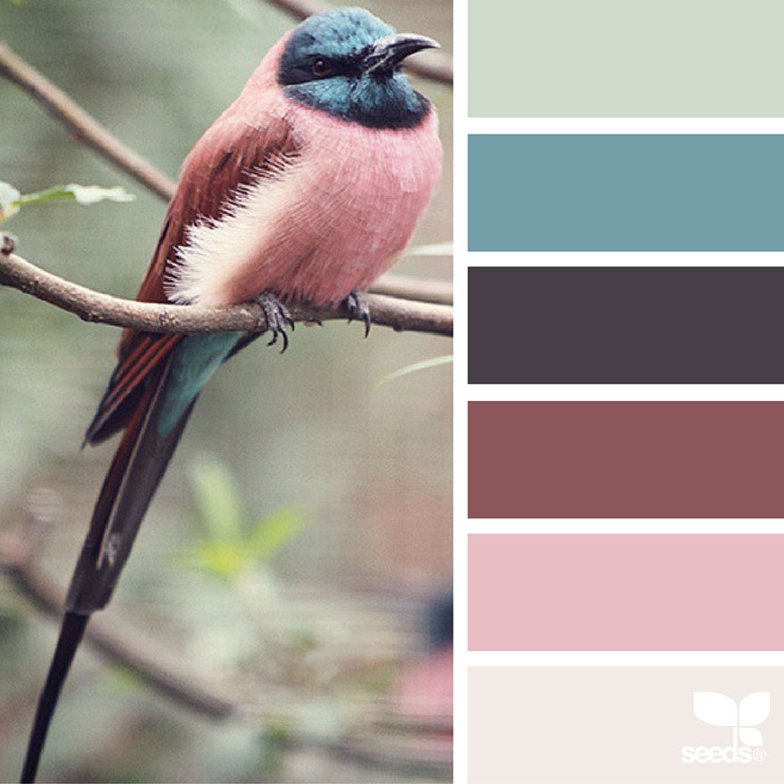 design seeds color palettes inspired by nature