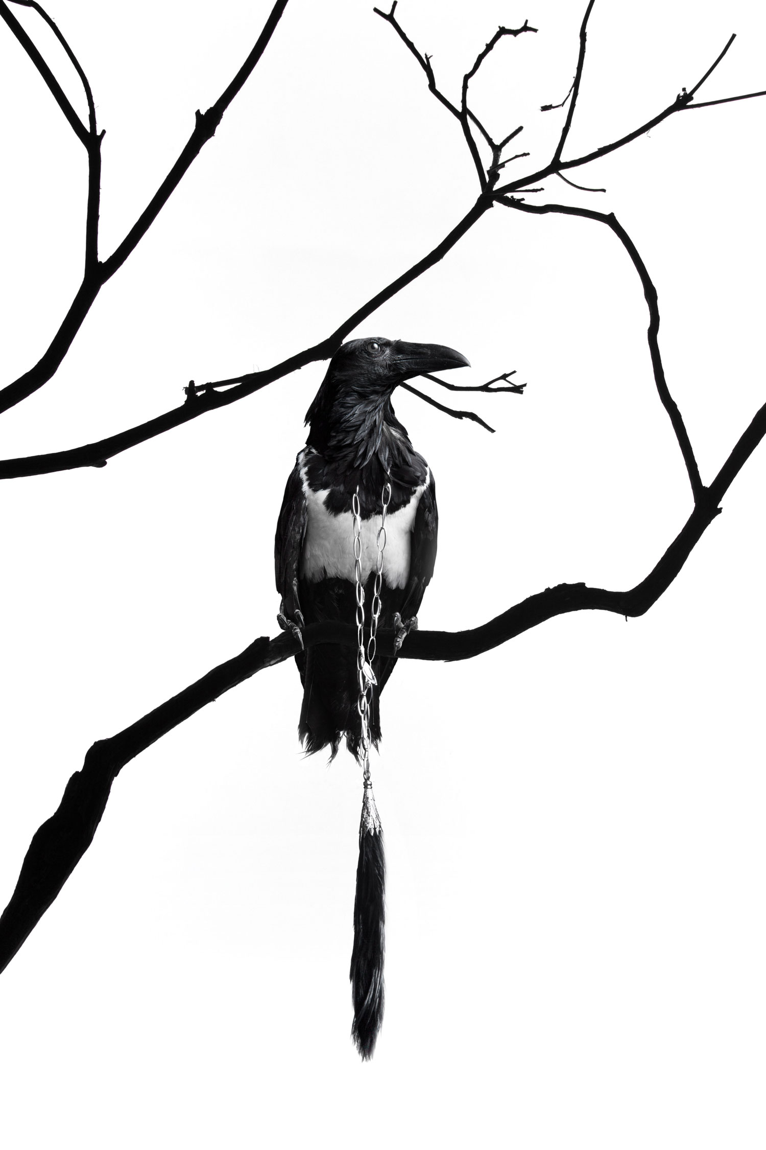 Torkil Gudnason Animal Instincts torkil gudnason animal series