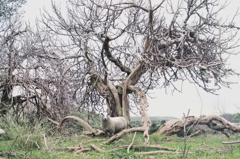 Petros Koublis Ephemeral Landscapes