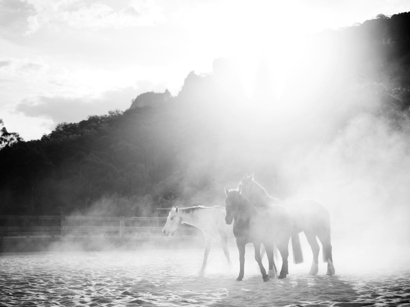 Emirates OneOnly Wolgan Valley Wild Horses BW