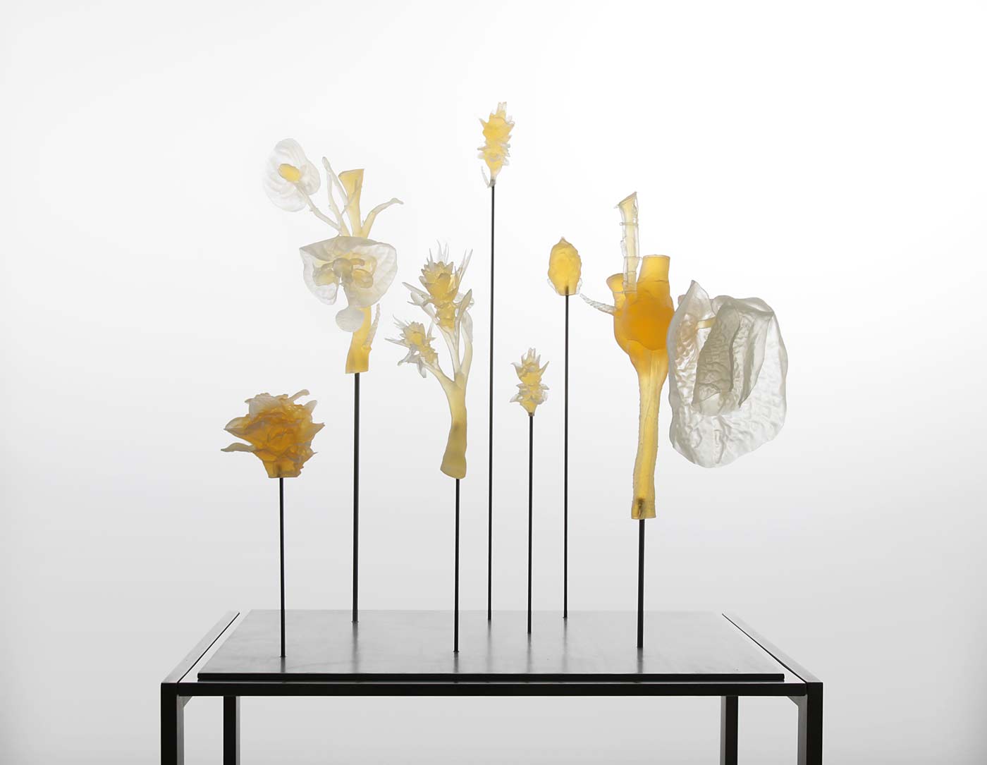 Marcin Rusak Flower Entomology Detail