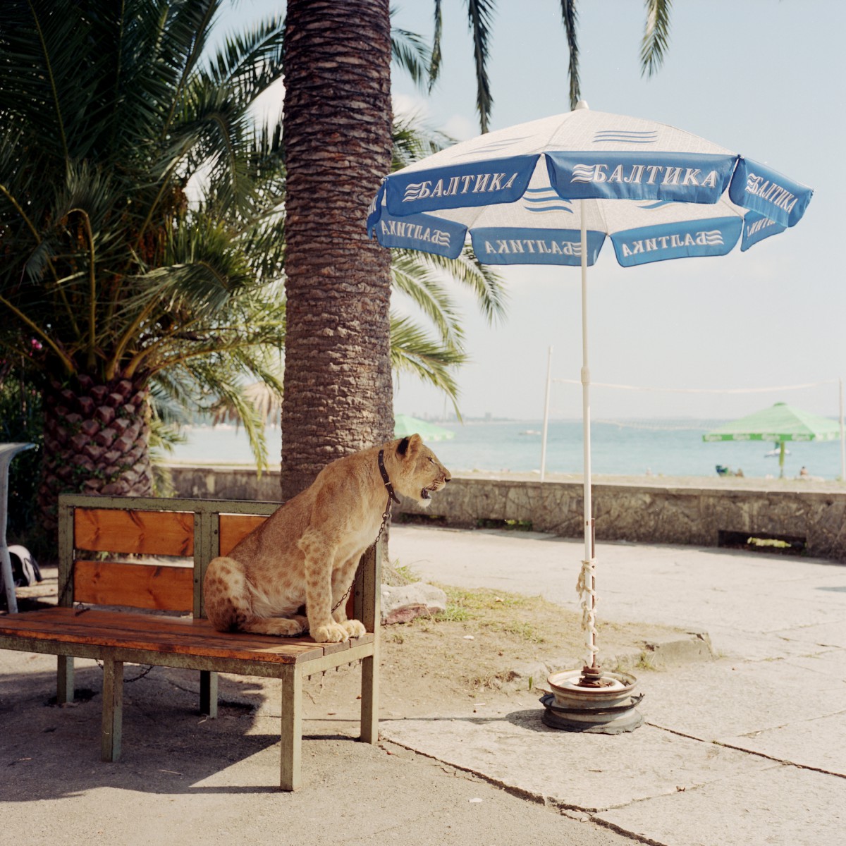 Abkhazia Summer by Julien Pebrel