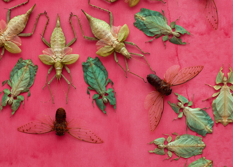 jennifer angus bugs