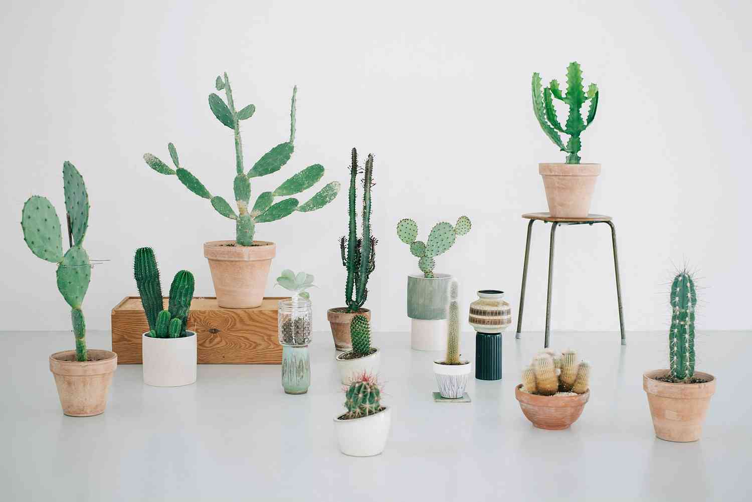 Kaktus Copenhagen is Denmark's First Concept store for cacti and ...