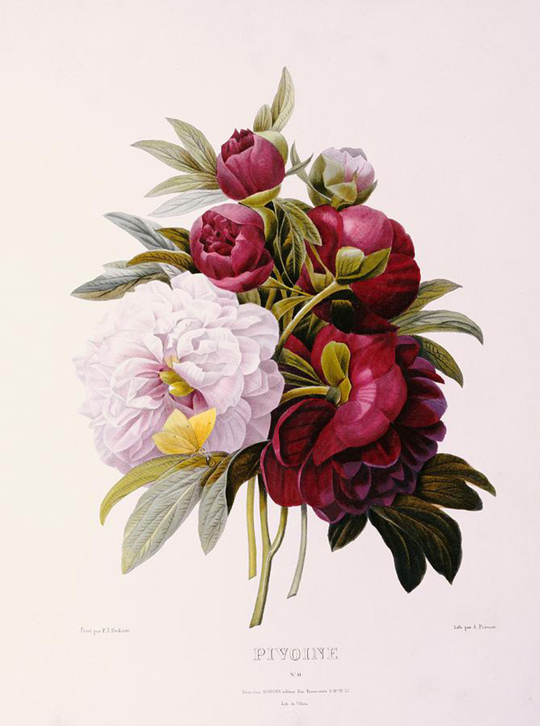 peonies engraved by prevost pierre joseph redoute