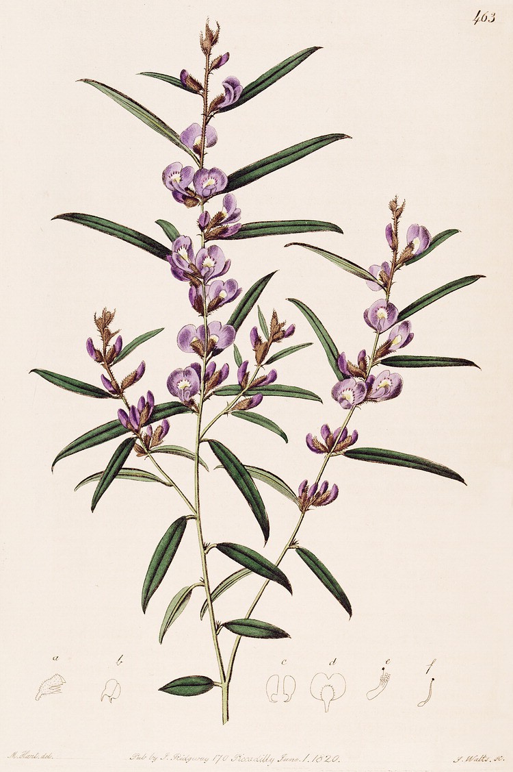 vintage botanical illustrations