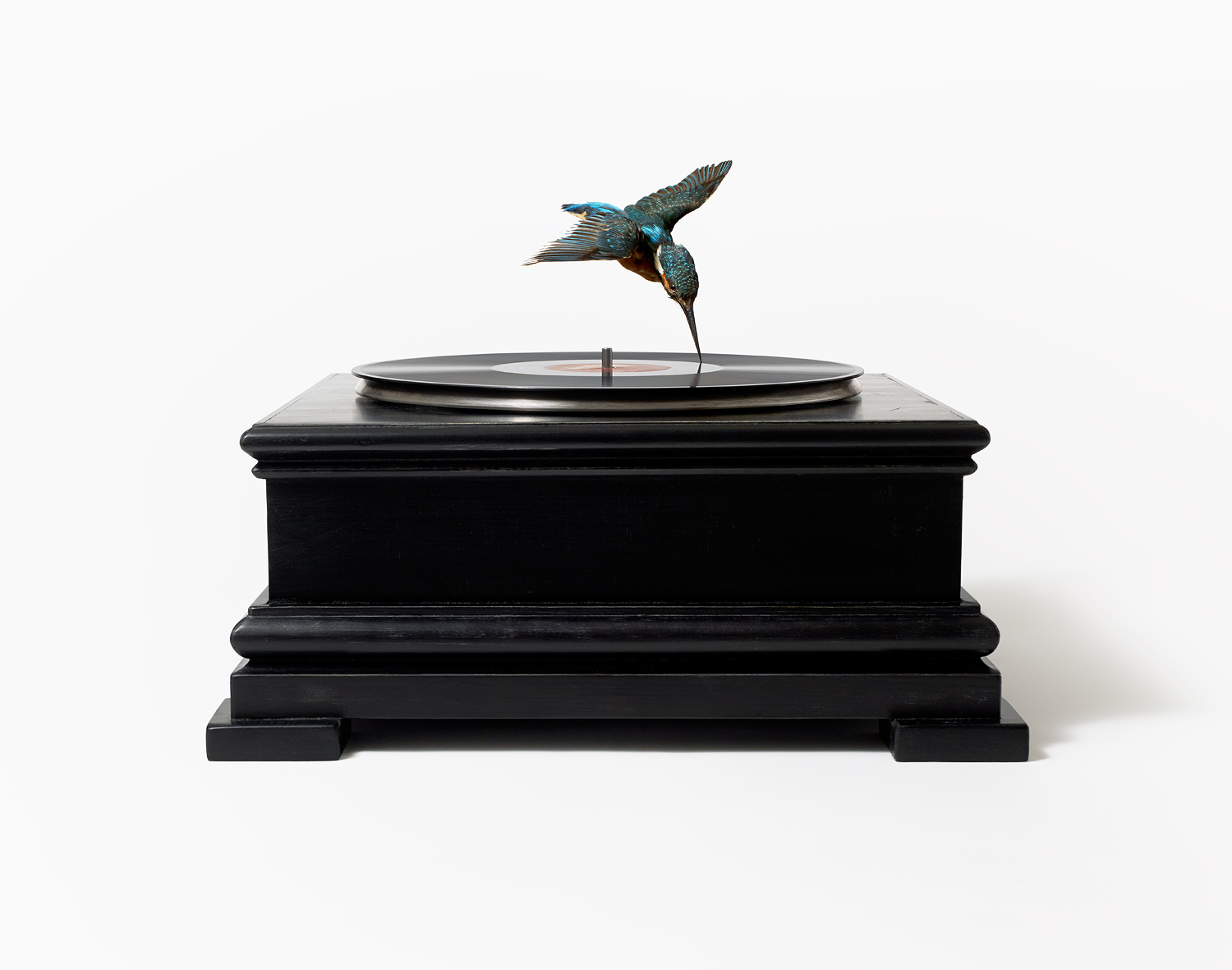 BirdOnRecordPlayer NancyFouts