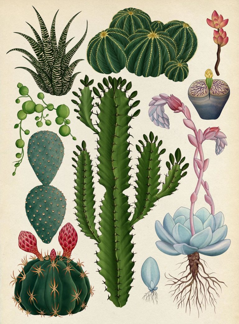 The Botanical Drawings of Katie Scott