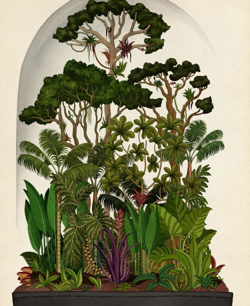 the botanical drawings of katie scott