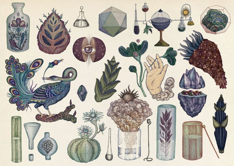 the botanical drawings of katie scott