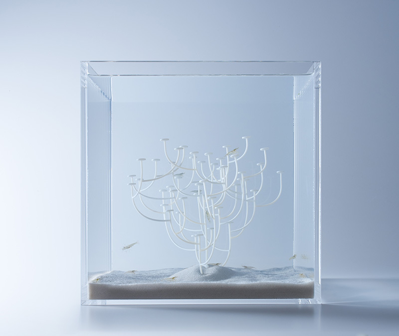 waterscapes by misawa look into the aquatic life