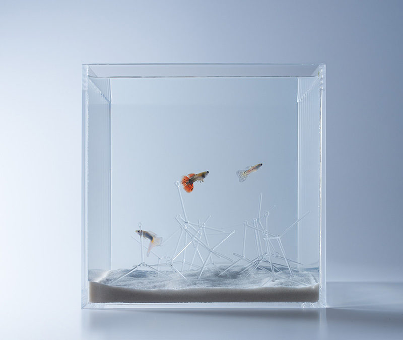 waterscapes by misawa look into the aquatic life