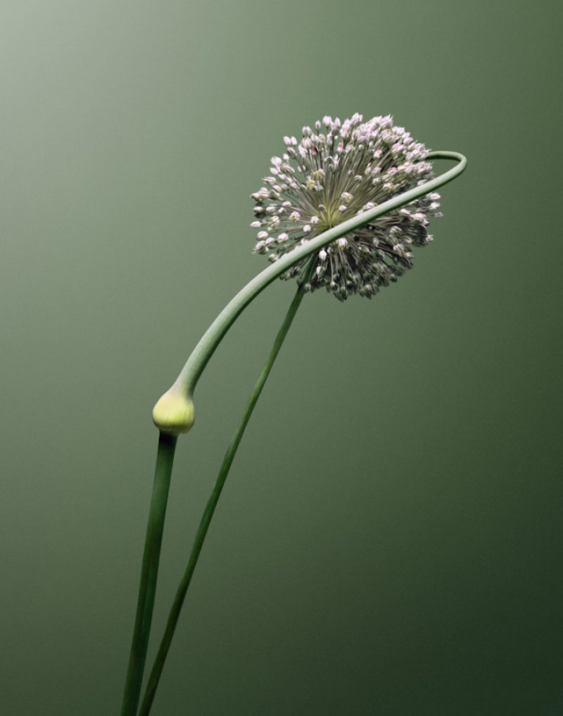 flora olbiensis by erwan frotin