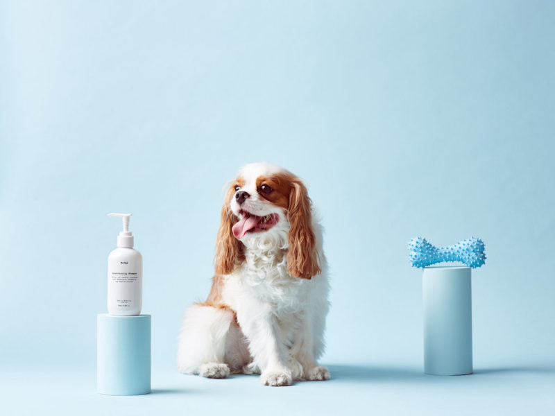 mr paw is a dog grooming brand with unique identity