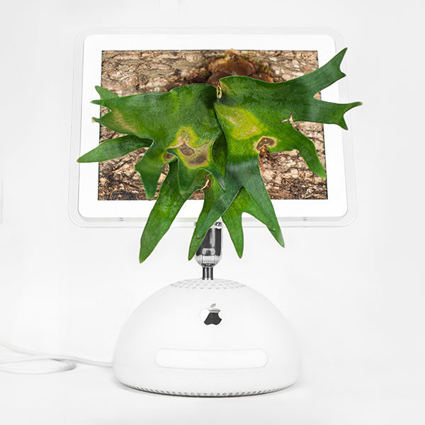 mr plant turns your old mac into