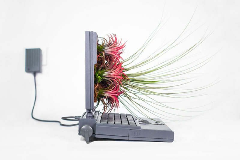 mr plant turns your old mac into