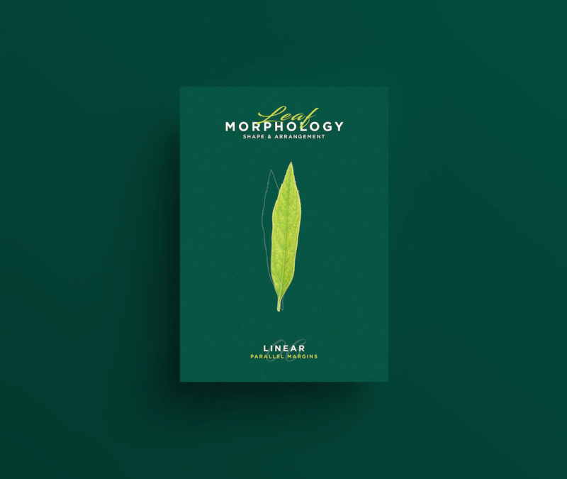 riccardo vicentelli leaf morphology series