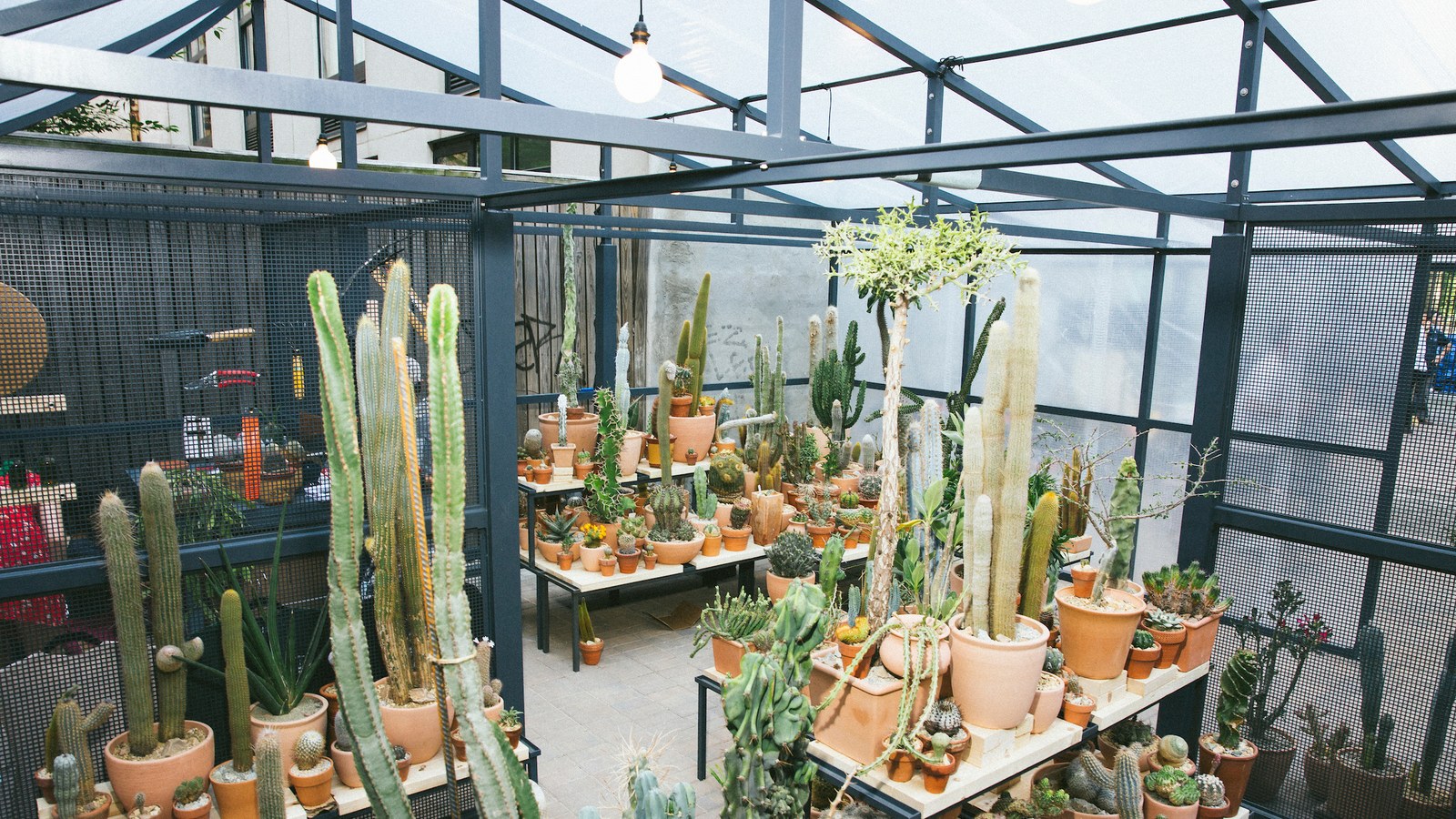 la cactus store pops up in new york