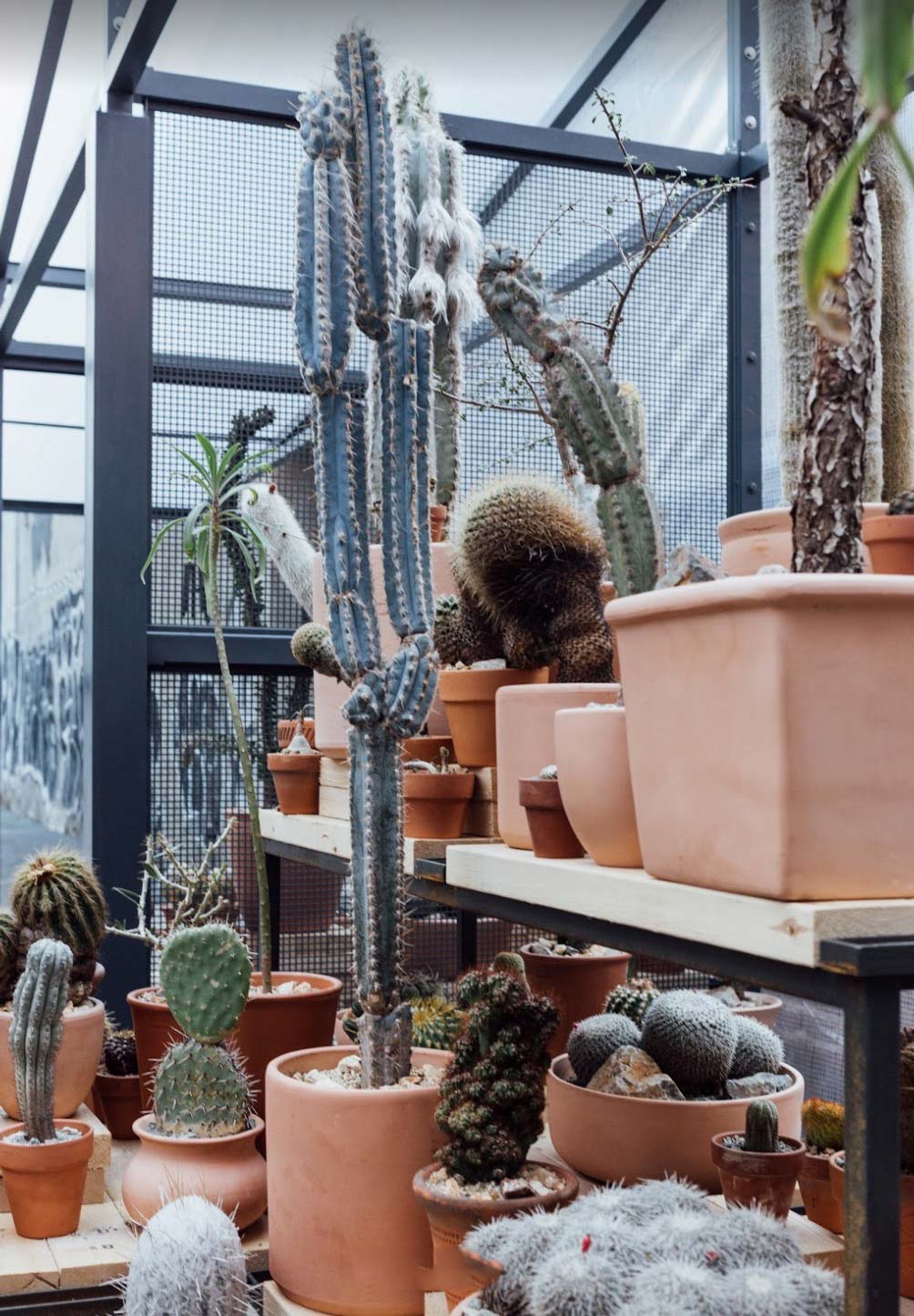 la cactus store pops up in new york