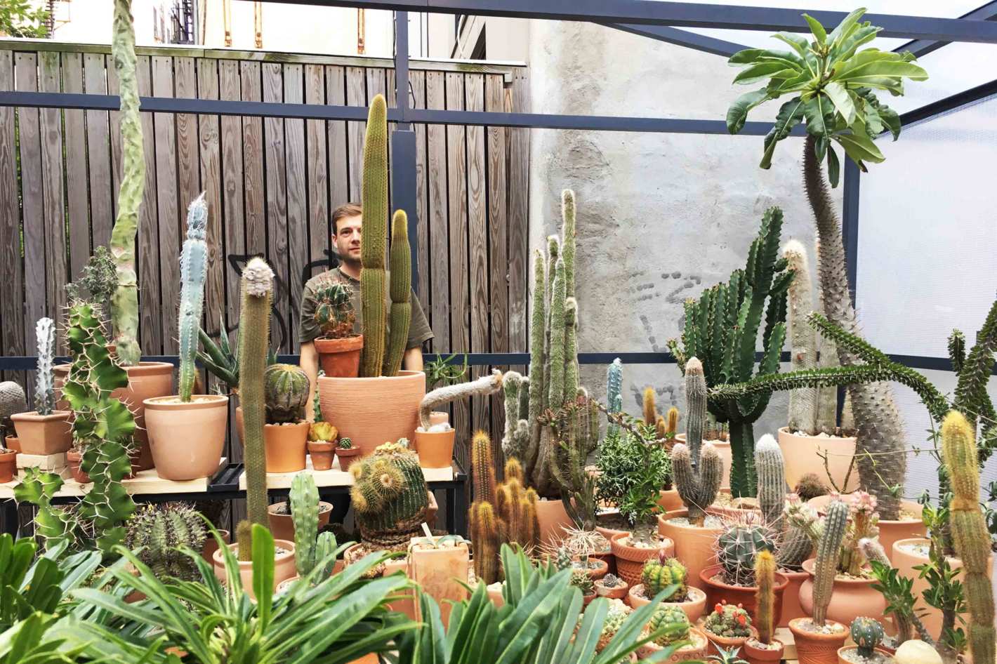 la cactus store pops up in new york