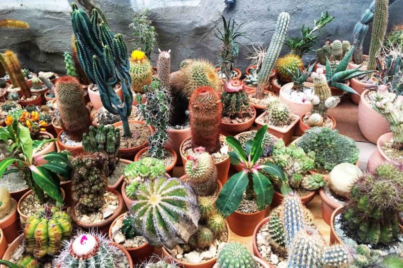 la cactus store pops up in new york