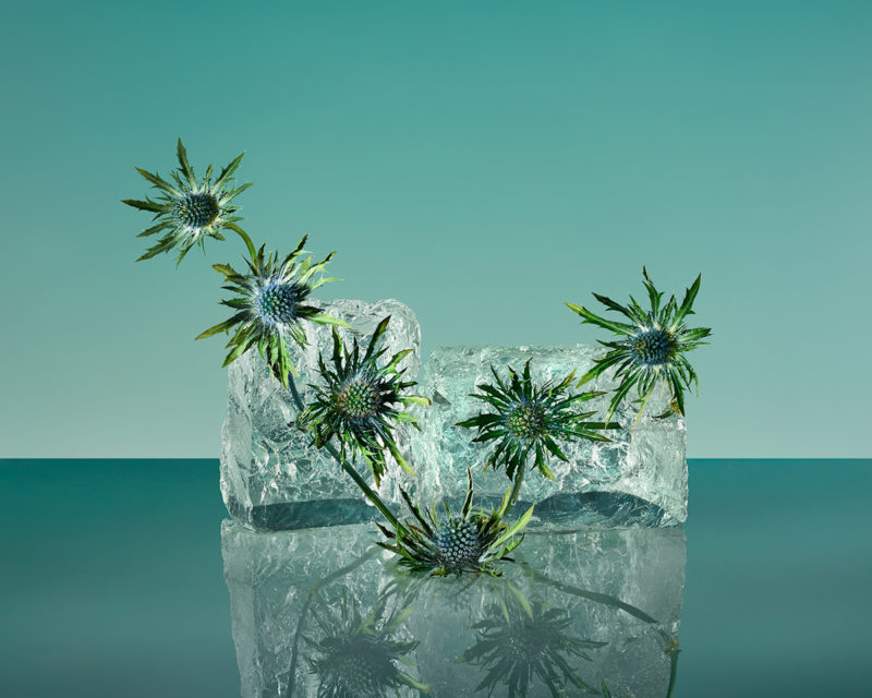 the beauty of frozen flowers by paloma rincon
