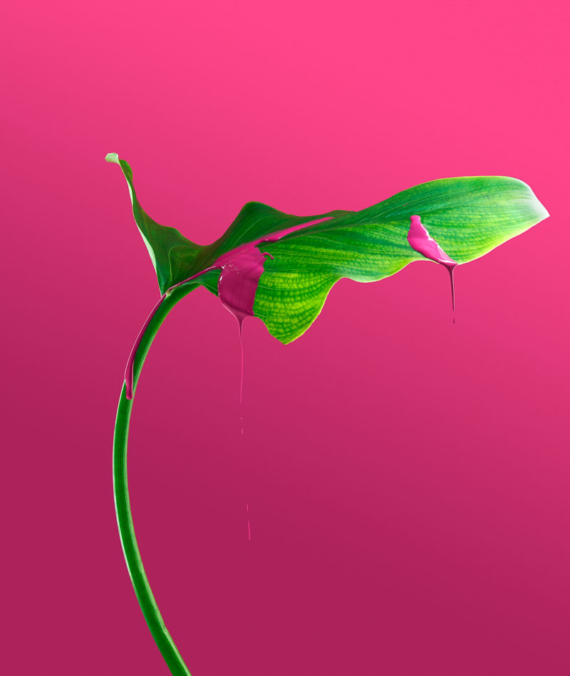 dripping project depicts the beauty of nature