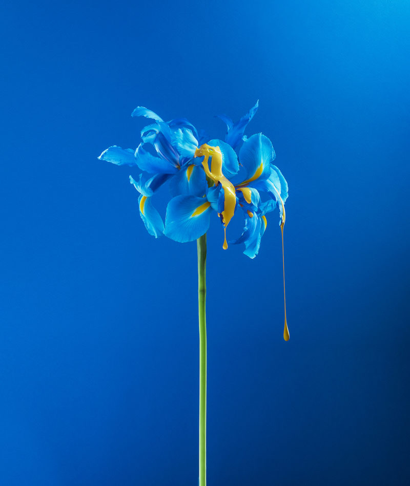 dripping project depicts the beauty of nature