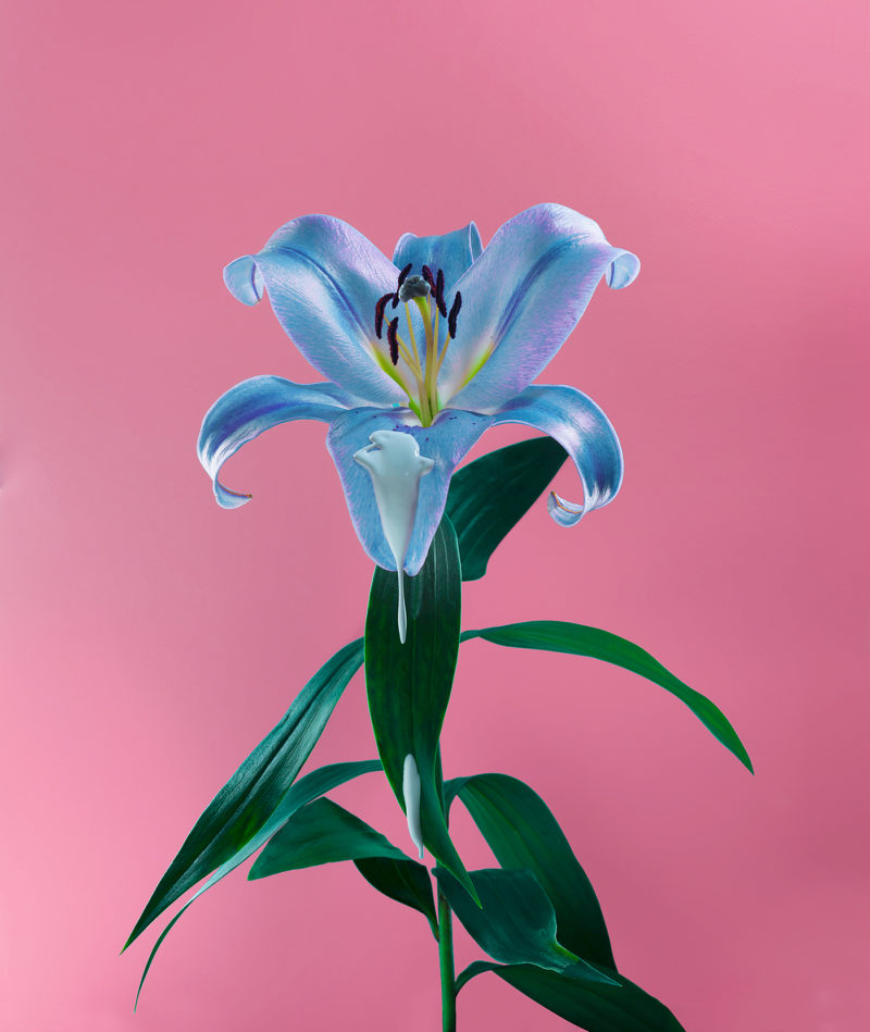 dripping project depicts the beauty of nature