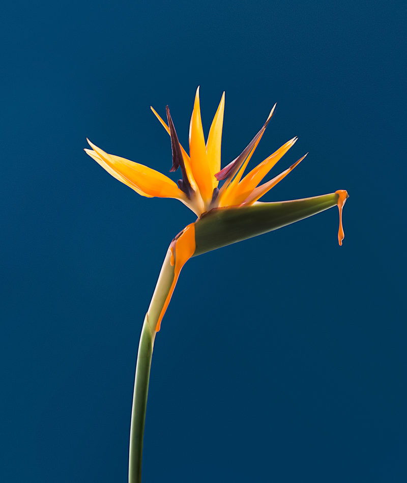 dripping project depicts the beauty of nature