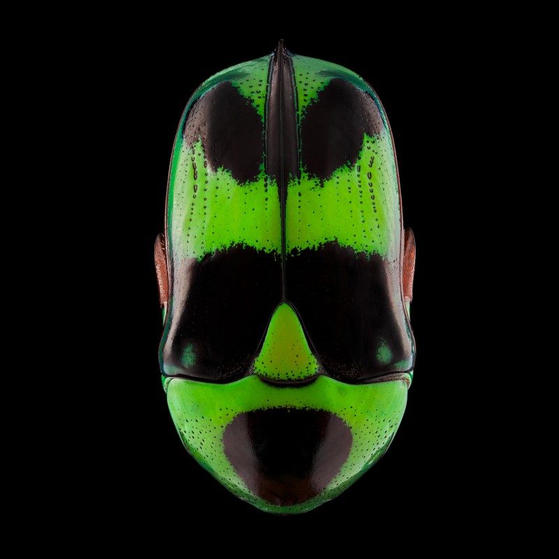 pascal goet insect mask