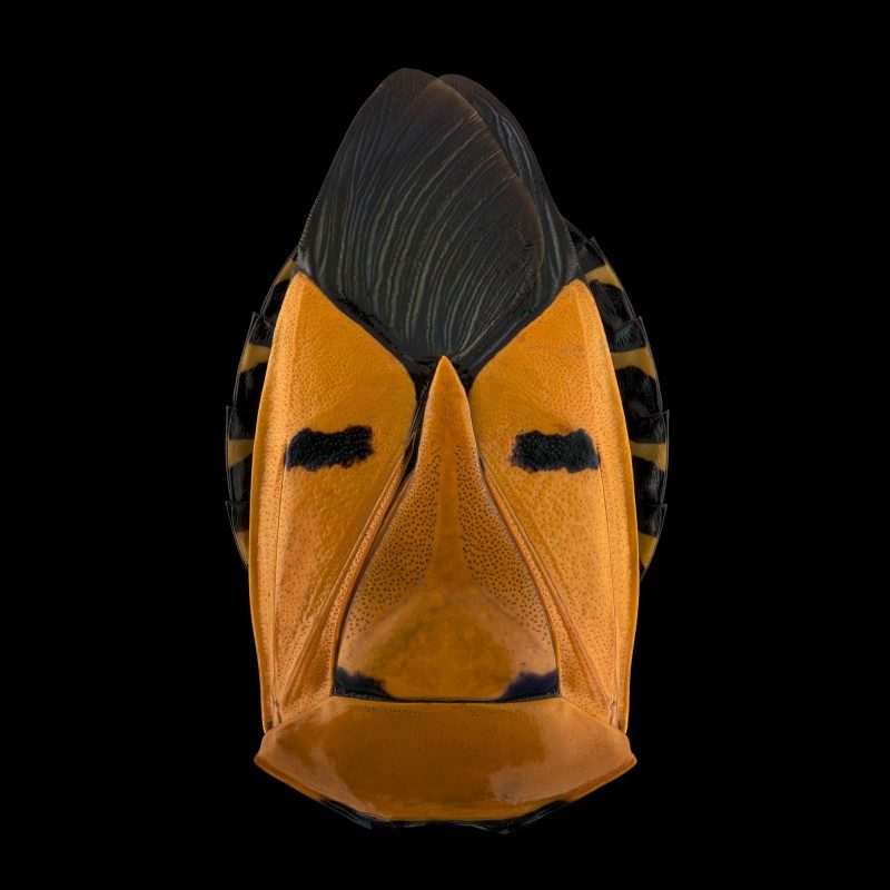 pascal goet insect mask