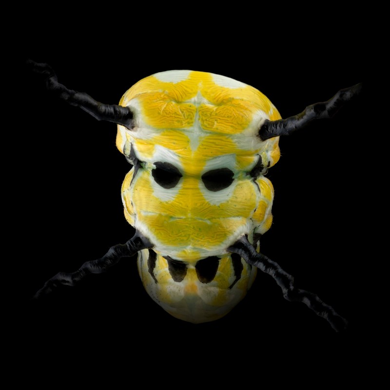 pascal goet insect mask