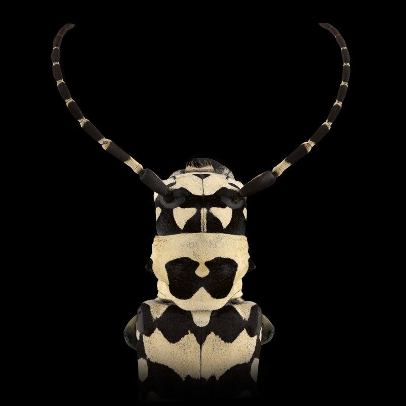 pascal goet insect mask