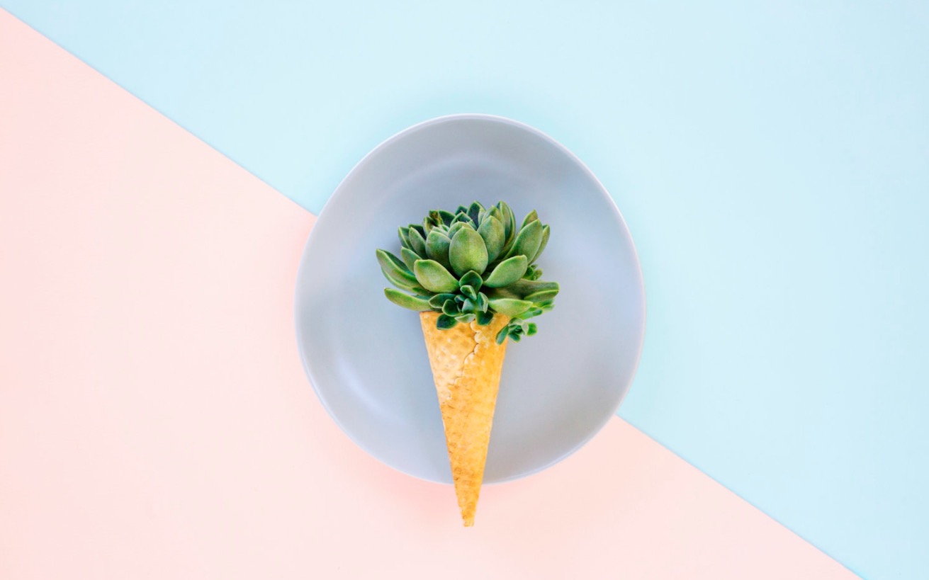 succulent party photo series by tegan ptasznyk