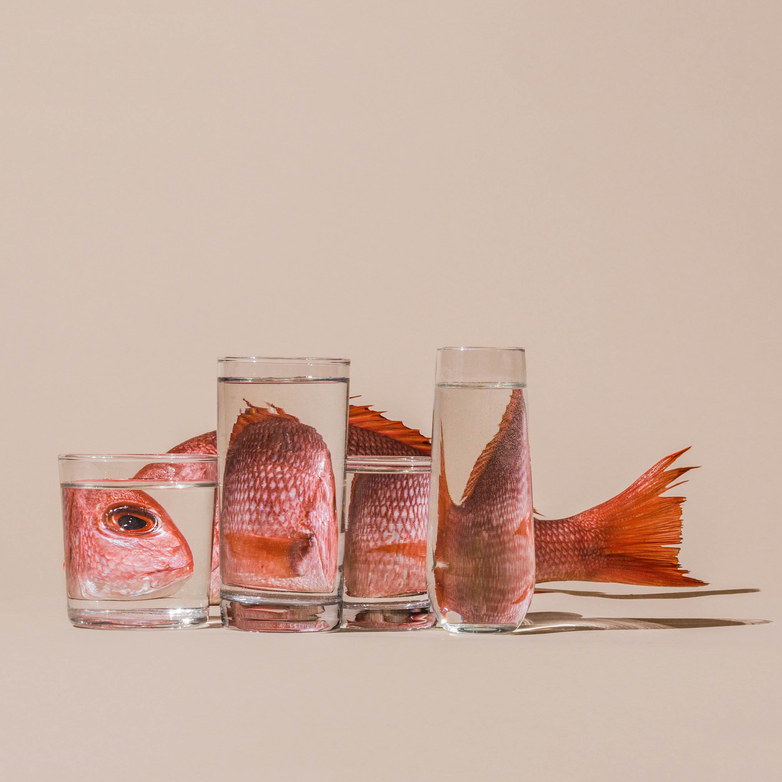 distorded susan sakoff still life photography