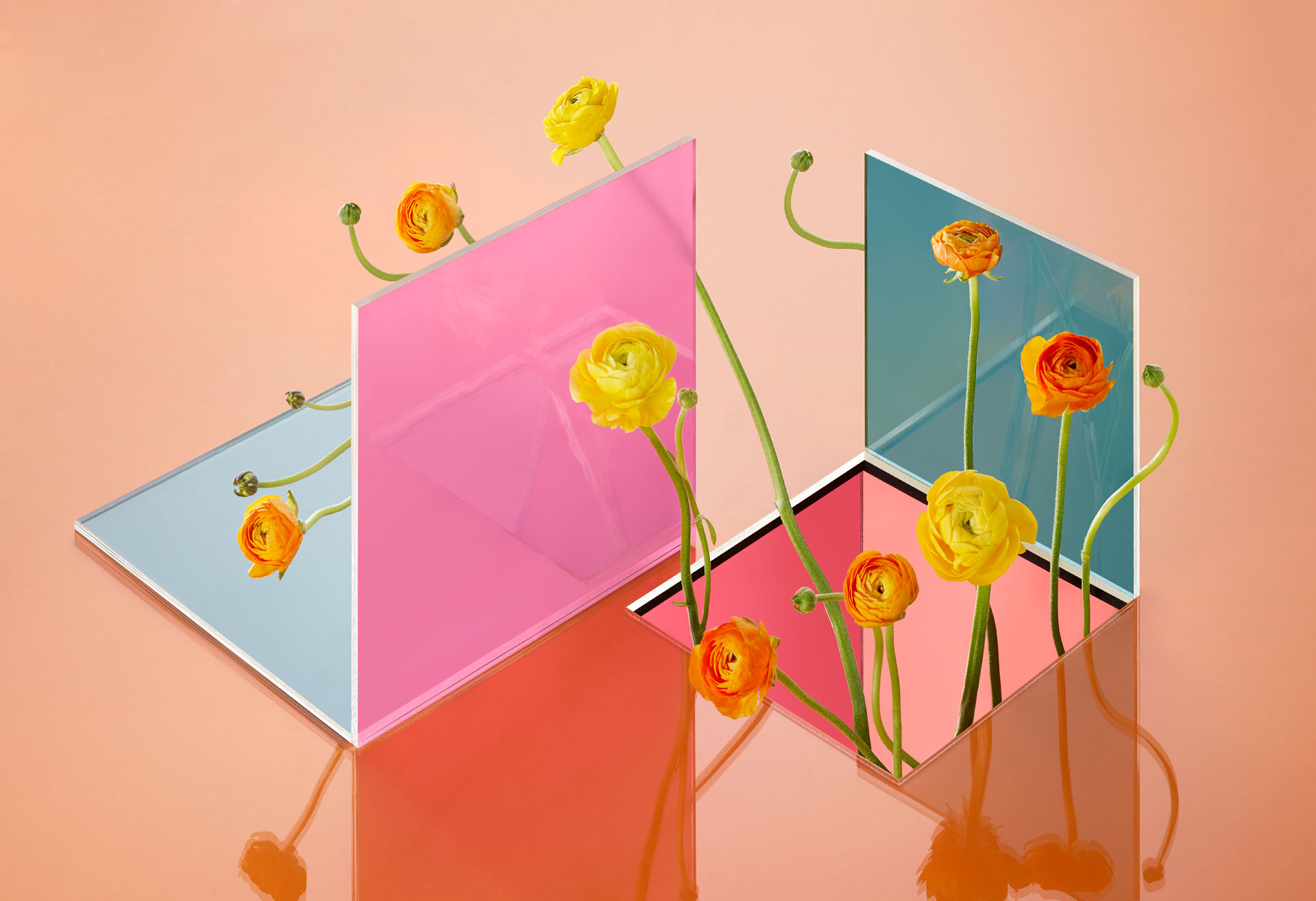 flowers plexiglass nik mirus camille boyer