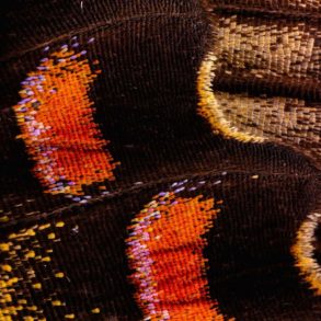 chris perani macro photography butterfly wings