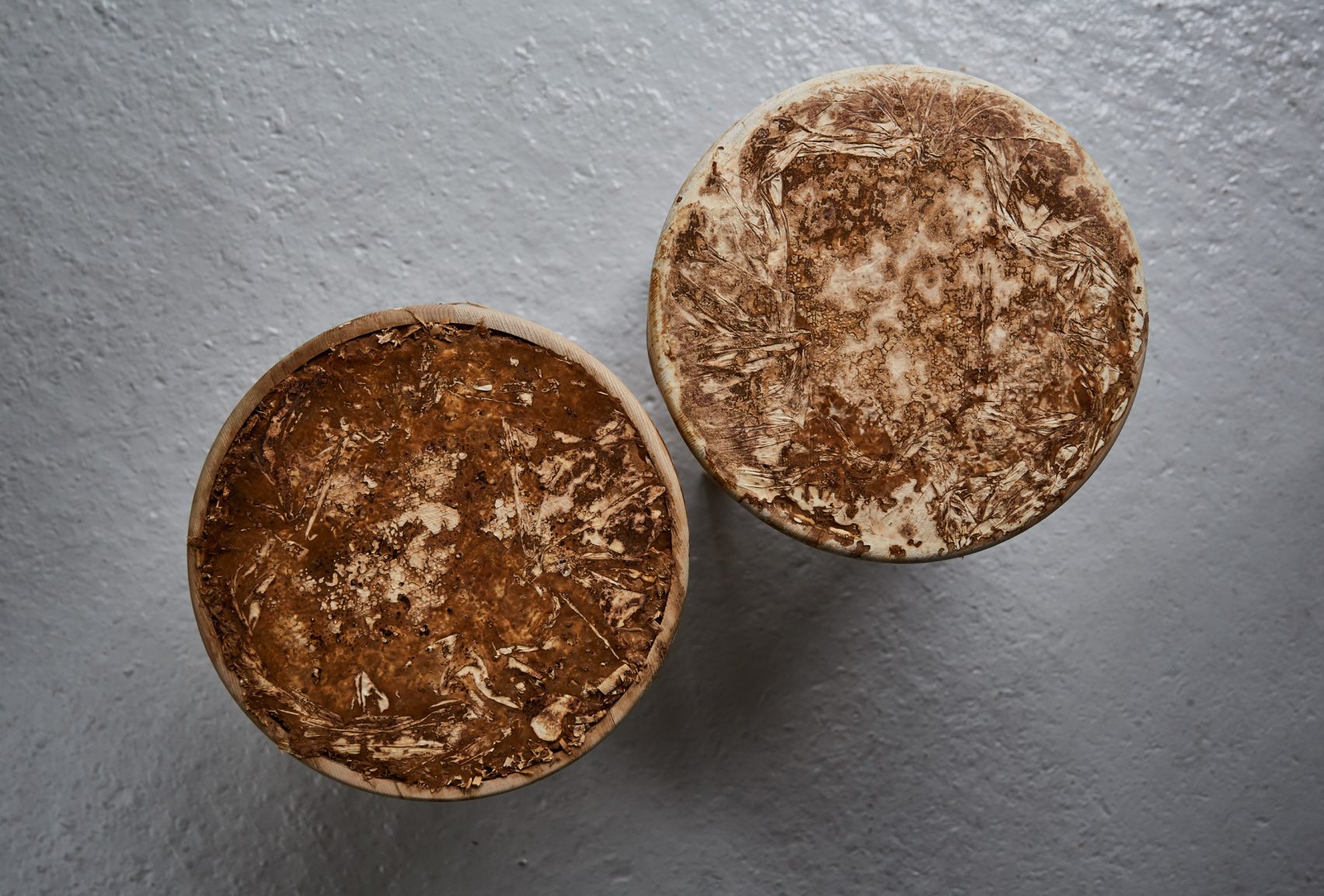 mycelium timber eco furniture by sebastian cox