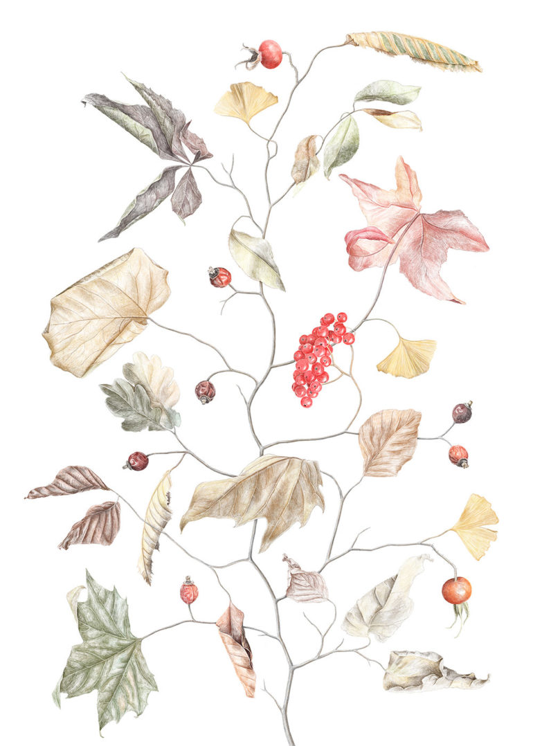 jonna franssons hand drawn botanical illustrations