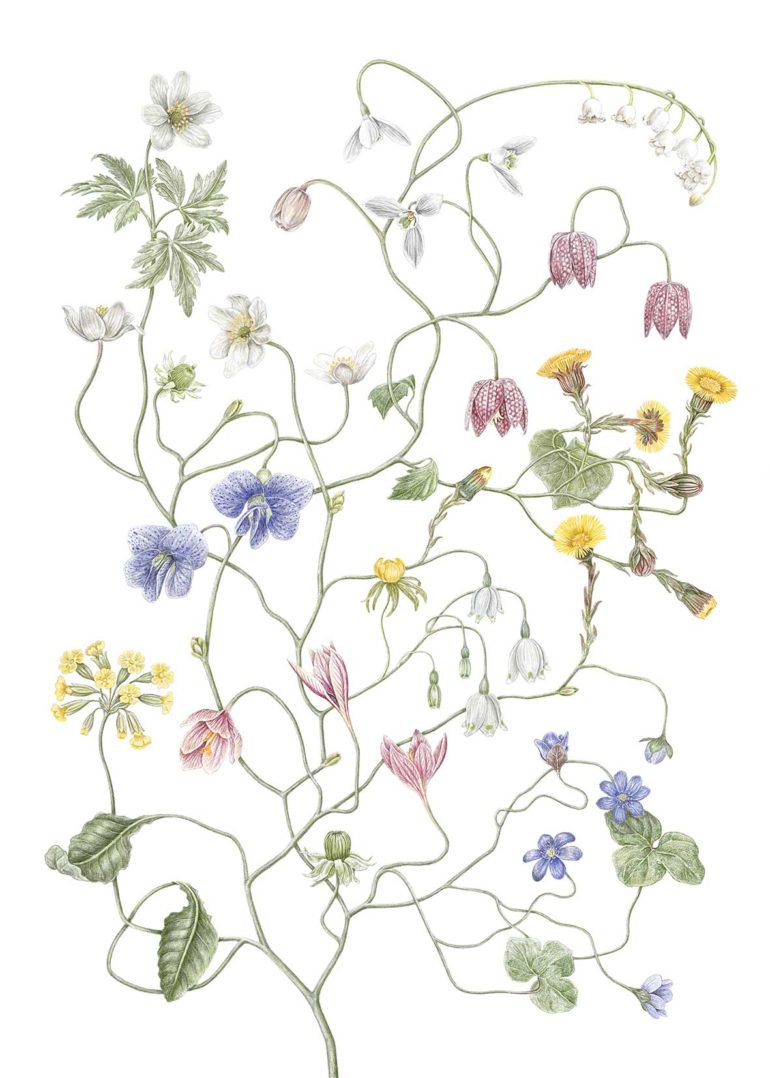 jonna franssons hand drawn botanical illustrations