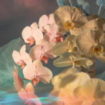 apbio_floral_designer_nyc_trendland_