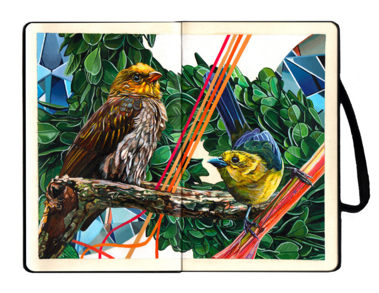 th annual moleskine project Juan Travieso Endangered Birds c